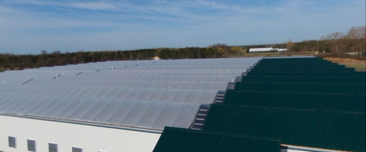 Poly covered gutter connect commercial greenhouse