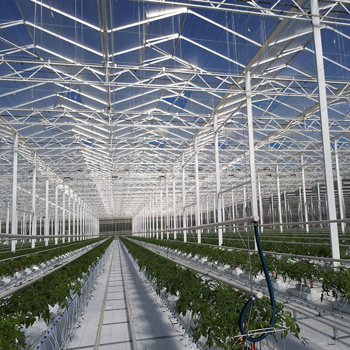 Venlo commercial greenhouses