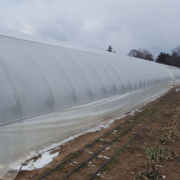 Cold tunnels greenhouses